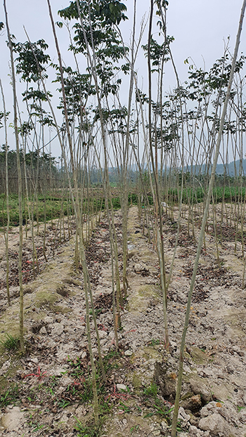 Dịch vụ trồng rừng, trồng cây gỗ lớn - Giống Cây Trồng Tam Đảo - Công Ty Cổ Phần Nông Dược Tam Đảo